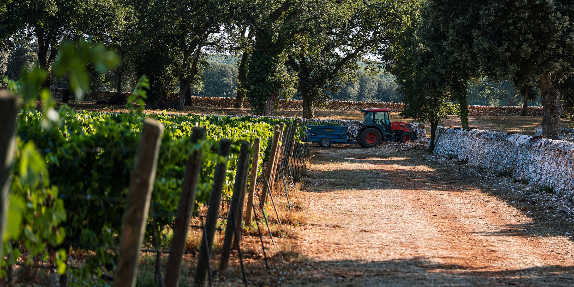 Cantine Palesi Rural Exclusive Il vigneto