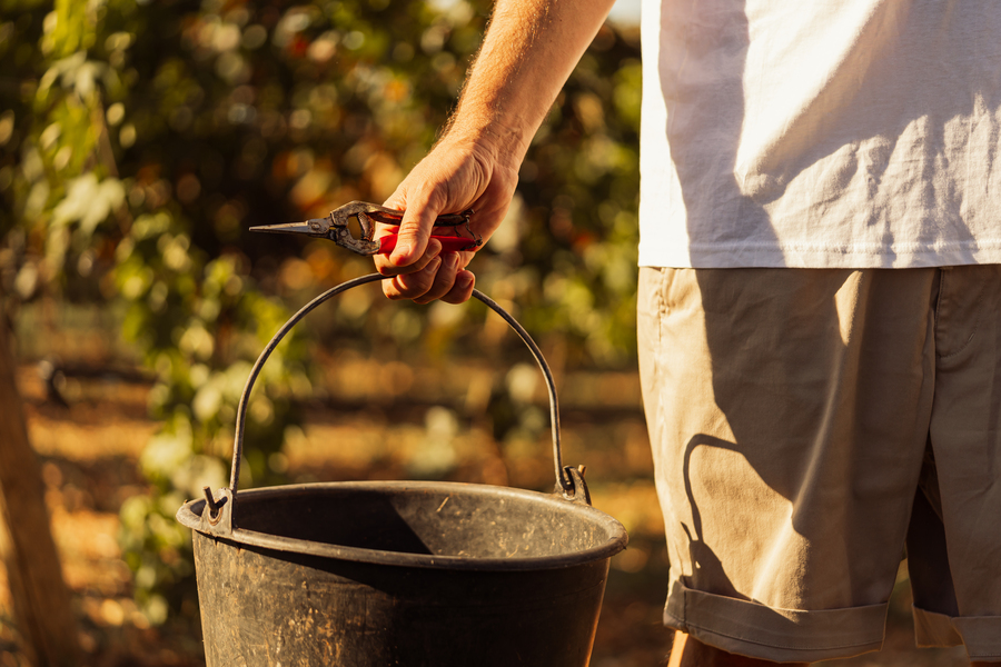 Vineyard Tastings – Events in Masseria Palesi (38)