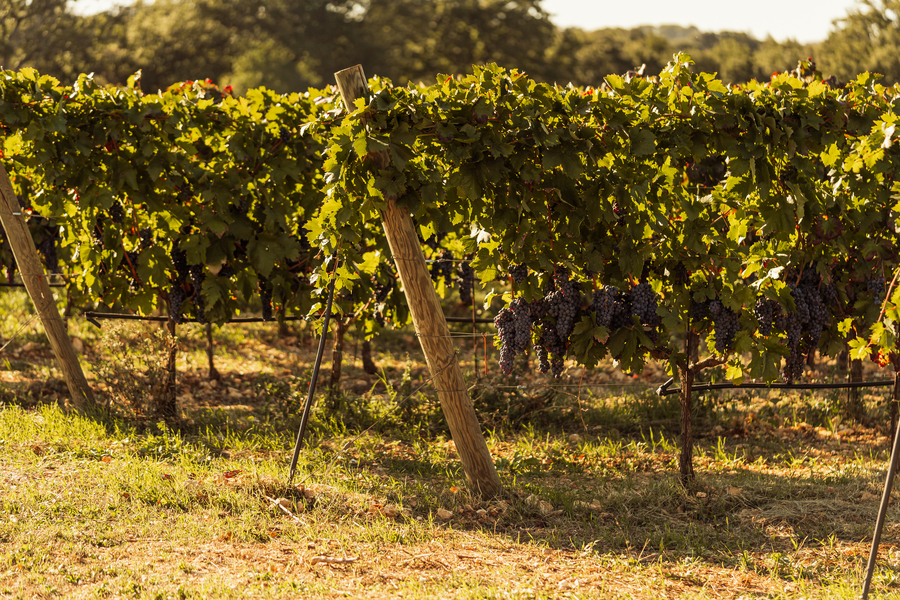 Vineyard Tastings – Events in Masseria Palesi (51)